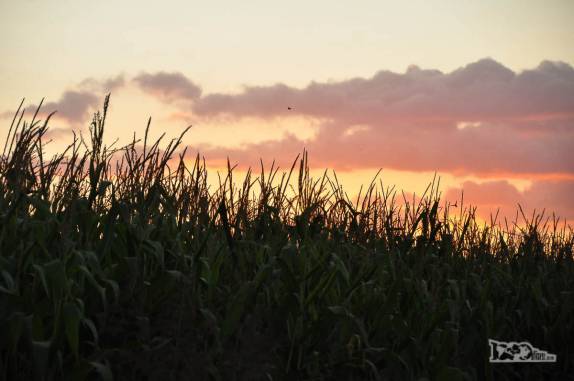 O céu se pinta de rosa atrás de um milharal em área rural de Rengo, ao sul de Santiago, no Chile